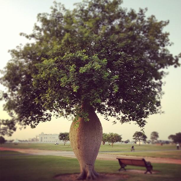 حدائق الدوحة في قطر